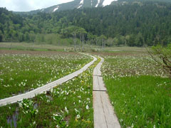 山ノ鼻植物研究見本園