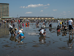 金田海岸潮干狩場