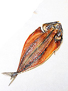 手づくり干物栄丸