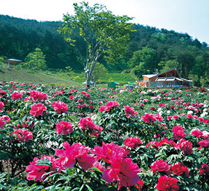 花と泉のテーマパーク