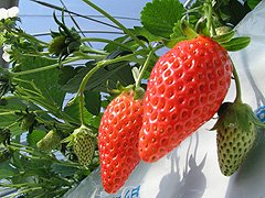 いちご摘み園 きっするふぁーむ