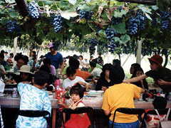 琵琶湖ワイナリー 太田ぶどう園