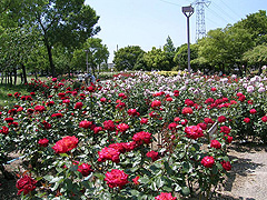 尼崎市農業公園のバラ園