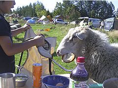 星に手のとどく丘キャンプ場