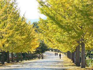 秩父ミューズパーク