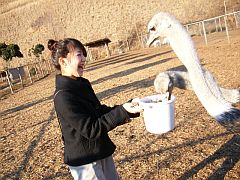 ダチョウ王国石岡ファーム